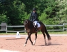 steph-elvis-dressage